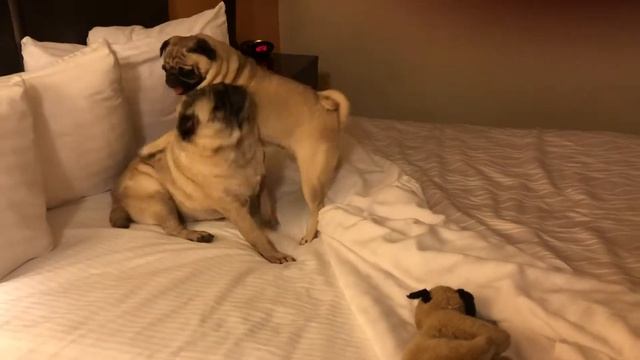 Winston and Clementine the #Pugs In Holbrook Arizona смотреть онлайн