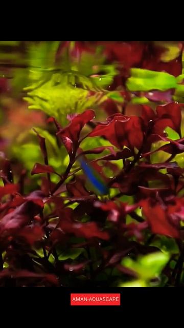 liquid fertilizer #aquascape #aquarium #plantedtank смотреть онлайн