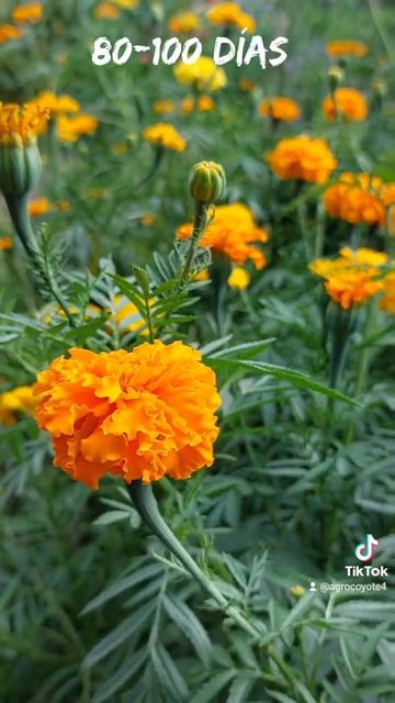 🌼💀Cultivo de cempasúchil💀🌼 смотреть онлайн