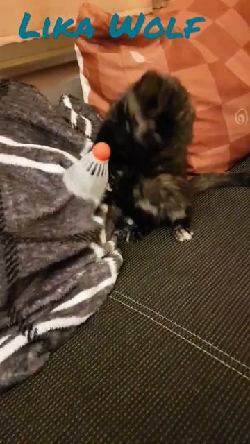 СЫГРАЕМ В БАДМИНТОН😍Милые котики. Смешные коты. Смешные животные. Cute kittens Cute Teddy kittens. смотреть онлайн