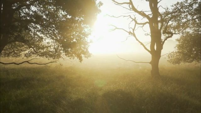 Лес звуки леса природа релакс пенее птиц смотреть онлайн