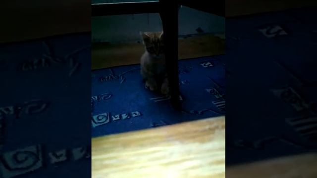 Злая морда смотреть онлайн