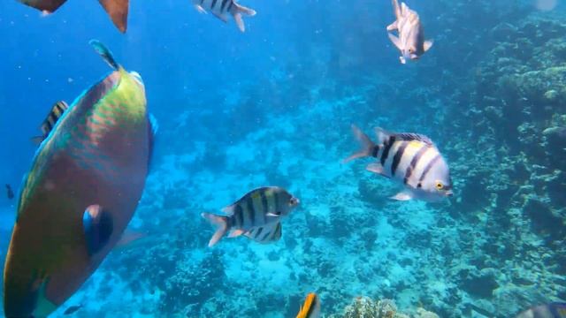 Египет, Шарм эль Шейх, HOTEL PYRAMISA 5