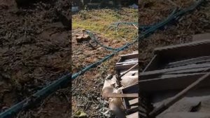 садим картофель в июне часть 1