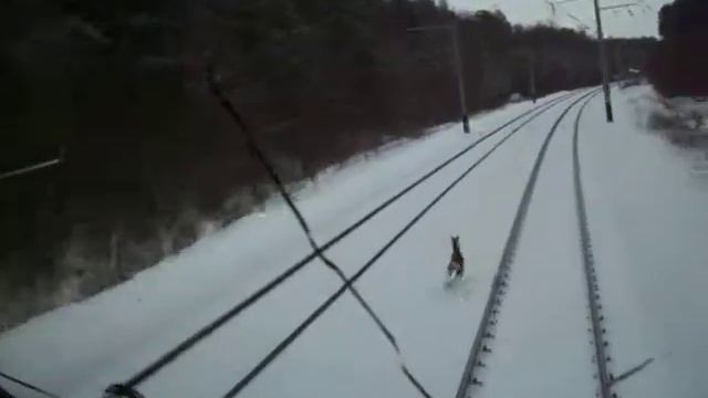 косуля под електровозом смотреть онлайн