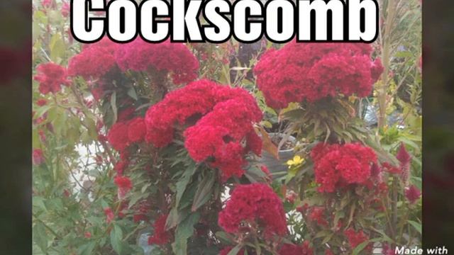 141 - Summer Flowers - Flowering Plants to grow in January смотреть онлайн