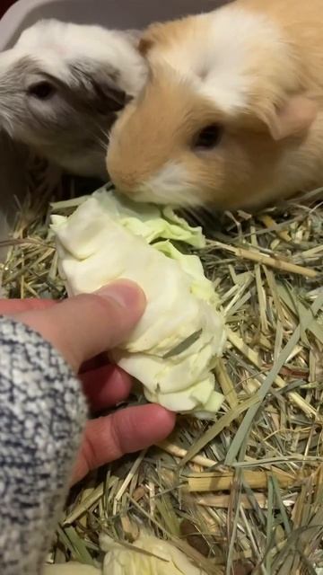 5 Day old Guinea Pig and Mother Eat Crunchy Cabbage | Precious Moment| смотреть онлайн
