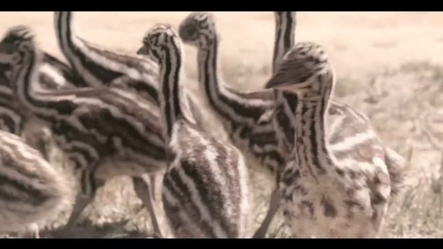 Emu Runner American Emu Association Partnership Teaser смотреть онлайн