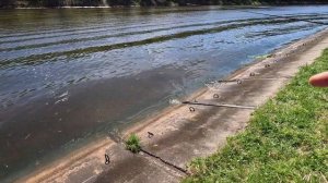 Столько "ИХ" я еще не ловил.. Рыбалка на Канале имени Москвы. Первый выезд на разведку