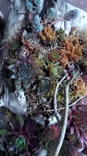 Жизнь молодил/ каменных роз на коряге # Sempervivum in meinem Garten... смотреть онлайн