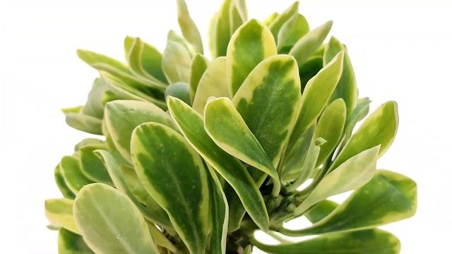 Euphorbia neriifolia f crestata variegata смотреть онлайн