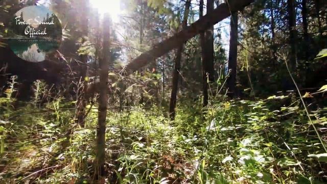 Relaxing Music,Bird Singing with Nature Sounds, Forest Music, Sleep Music, Meditation Music смотреть онлайн