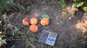 Персик Альстар /Allstar/ - (9 августа 2017) - Агро Сад