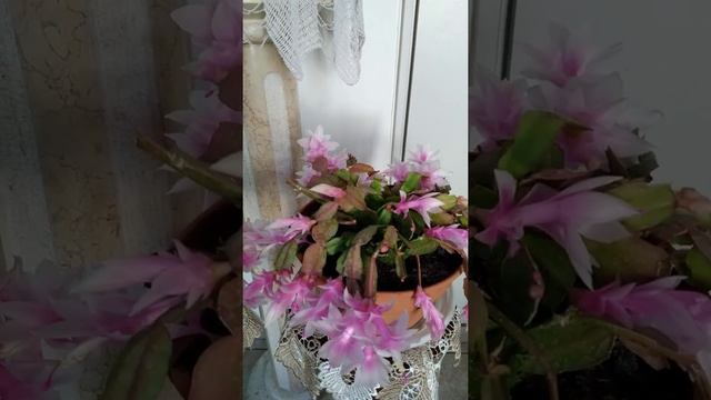 Pink Christmas Cactus January 2, 2021 смотреть онлайн