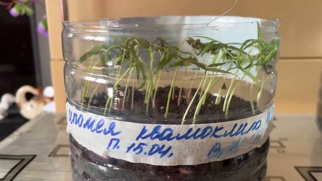 Ипомея квамоклит. Посев, всходы. смотреть онлайн