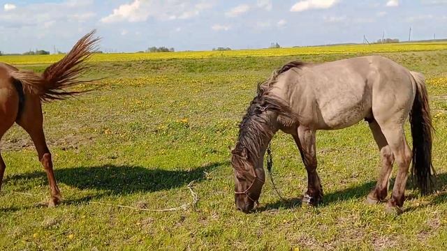 жеребец сорвался и дастаёт кобыл. смотреть онлайн