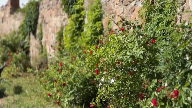 Парк Софіївка | Місце, де оживають міфи смотреть онлайн