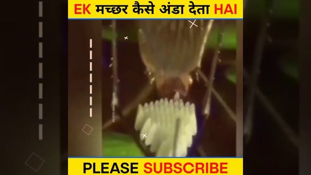 EK🤔 मच्छर कैसे अंडा🔥देता HAI | #short смотреть онлайн