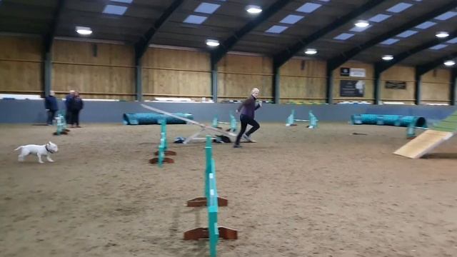 Miniature Bull Terrier agility - Magnus training, Beachside agility смотреть онлайн