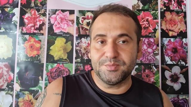 QUAL USAR NAS ROSAS DO DESERTO? FORTH FRUTAS, FORTH FLORES OU FORTH JARDIM??? ADUBAÇÃO CORRETA