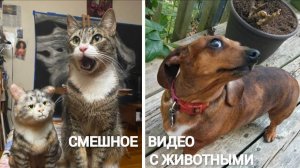 ПРИКОЛЫ С КОТАМИ! ПРИКОЛЫ С СОБАКАМИ. Смешные ЖИВОТНЫЕ. Подборка лучших приколов СМЕШНО ДО СЛЕЗ 😂
