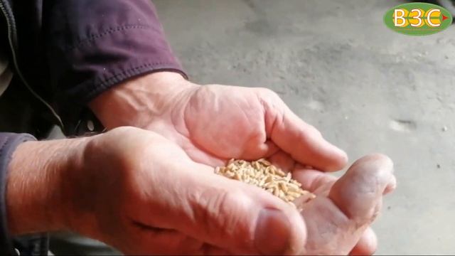 Зерноочиститель ПЗК-60 У "Мамонт" в работе. Воробьёвский р-н Воронежской обл., с. Новотолучеево. смотреть онлайн