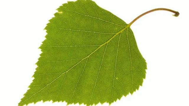 Ruso Con Sveta Vocabulario ЛИСТ Russian Vocabulary