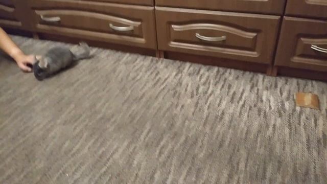 Шиншилла, маленькая