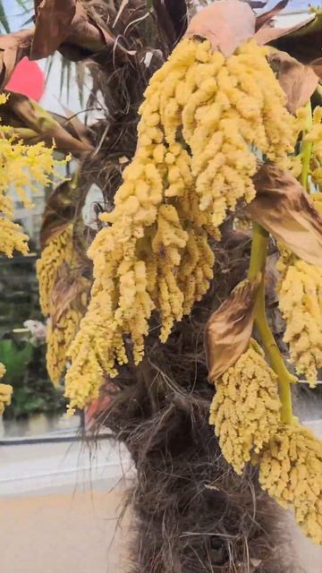 🌺🌺🌺 В СОЧИ пальмы зацвели‼️🌺🌺🌺 #цветы #красивыецветы #пальмы #сочи2024 смотреть онлайн