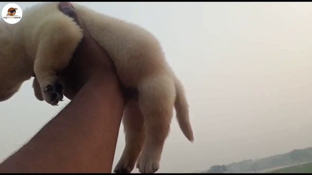 FREE DELIVERY || On heat beagle female || White labrador puppy for sale || superb quality смотреть онлайн