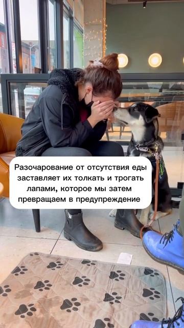 Собаки-помощники и предупреждение о тревоге #тревожность #помощь #собакадругчеловека смотреть онлайн