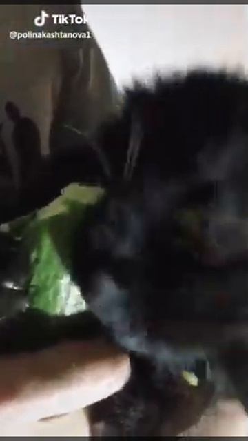 Кот ест огурец смотреть онлайн