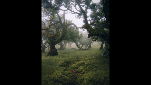 Amphibious Zoo Music - Burn Me Up (slowed Down + Pitched)