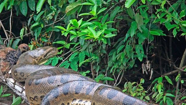 Про анаконду🐍