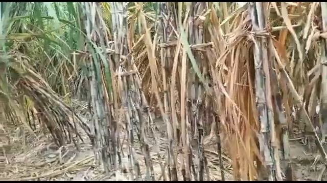 गन्ने काडबल लाइन ट्रेंच विधि का उत्कृष्ट प्लॉट।excellent double row trench planted sugarcane смотреть онлайн