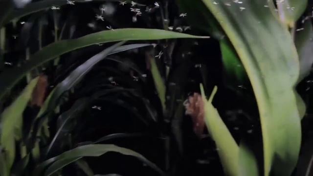 FAW Protection With DEKALB® VTDoublePRO®