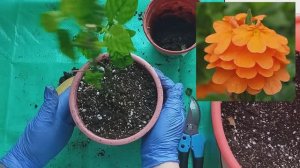 25. Пересаживаю цветы// Ледебурия// Кроссандра// Плющ//