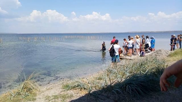 Свежие устрицы смотреть онлайн