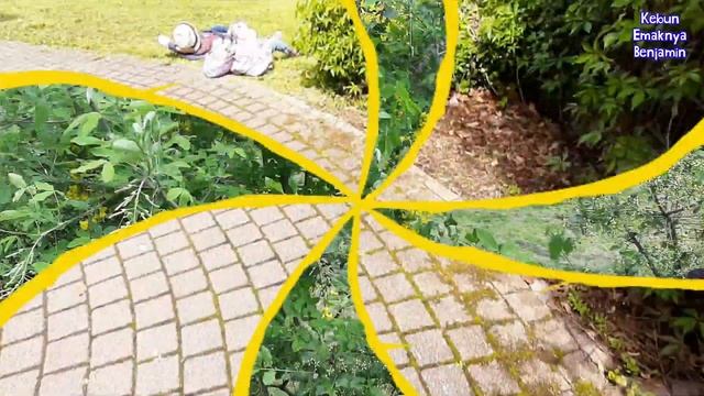 Pohon Hujan Emas Laburnum di Jerman di Indonesia Ada Mirip Golden Shower Cassia смотреть онлайн