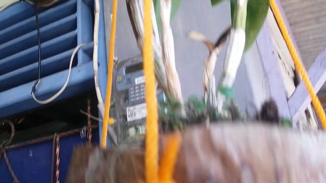 Unik tanam anggrek - Dendrobium ditanam di pot sabut kelapa - Dendrobium Burana Sunshine смотреть онлайн