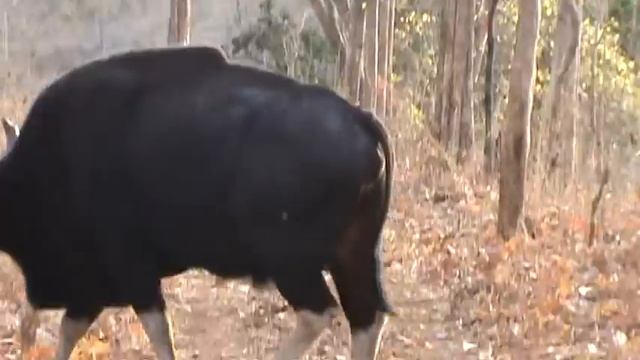 Bos Gaurus (Gaur, Indian Bison) by Parikshit Dambhare (Patil) смотреть онлайн