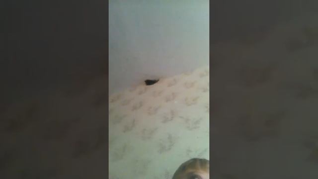 песня картошка(клип) крутой