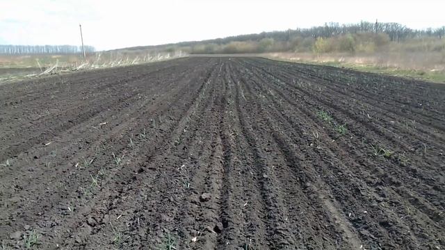 культивация чеснока смотреть онлайн