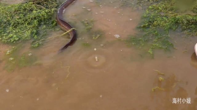 风暴天猛货们都跑上岸避难，小妹跟鳗鱼激战，场面太震撼了【海村小媛】 смотреть онлайн