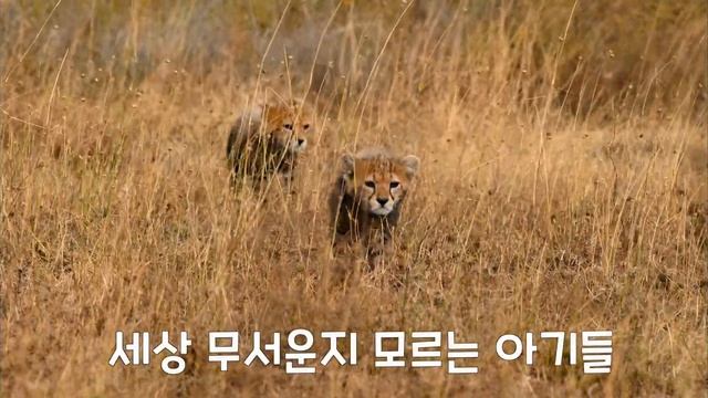'진짜 사나이' 세렝게티 치타!!! [영화 세렝게티 하이라이트] смотреть онлайн