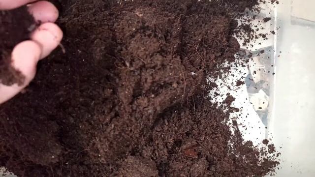 Protaetia Ferruginea Update