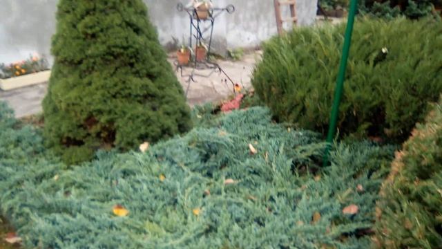 Кайфовый сад