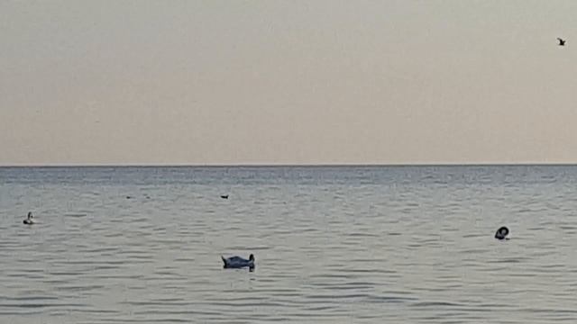 Ритуалы - онлайн на летнее солнцестояние на лебедей. К Владыке вод. 1. Чтобы пришла светлая полоса. смотреть онлайн