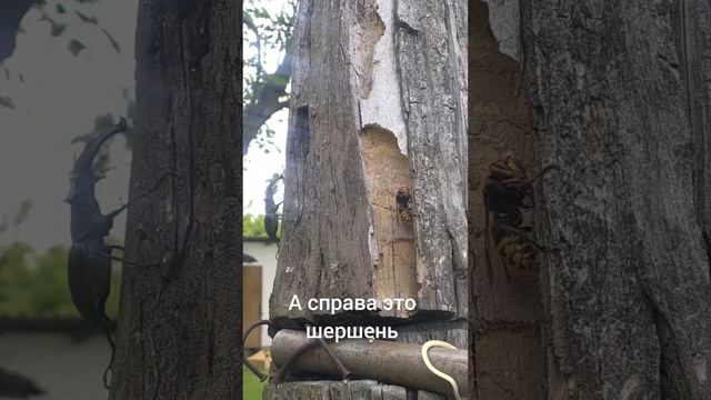 наконец-то впервые увидела живого жука-оленя! смотреть онлайн