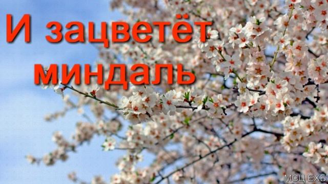 И зацветёт миндаль А Бойченко МСЦ ЕХБ ПРОПОВЕДЬ 2020 смотреть онлайн